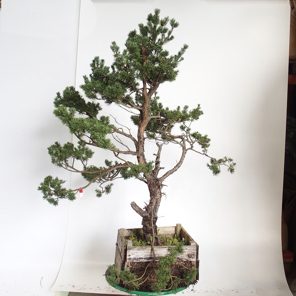 Yamadori - Pinus sylvestris Španielsko