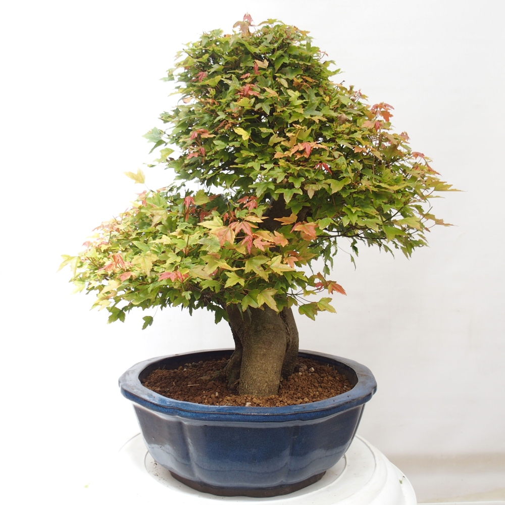 Vonkajšie bonsai - Javor Buergerianum - Javor Burgerův