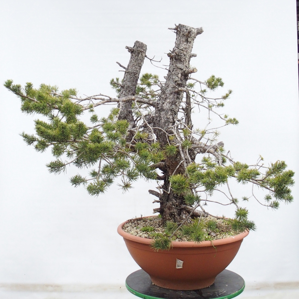 Yamadori - Pinus sylvestris Španielsko