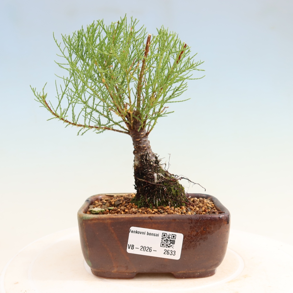 Vonkajšie bonsaje – Tamaryšek – Tamarix