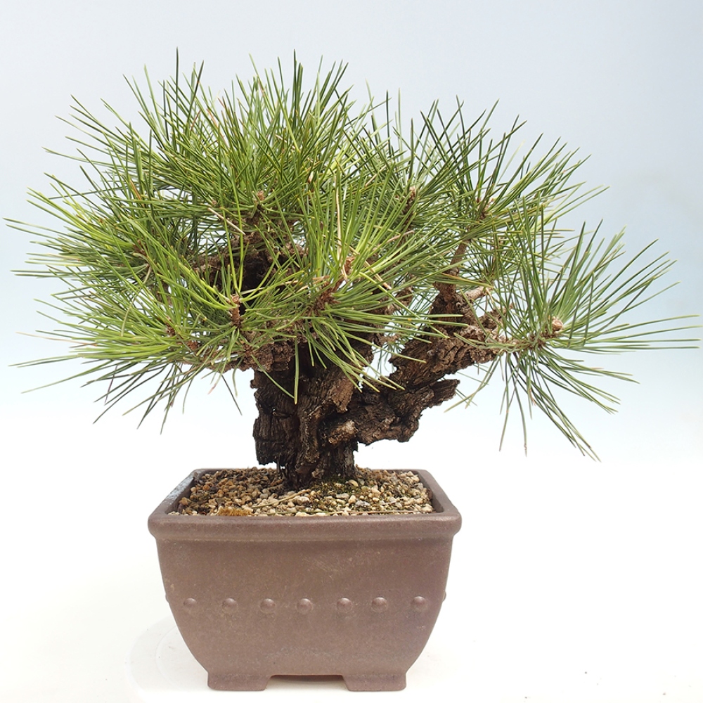 Vonkajšie bonsaje - Pinus thunbergii - borovica Thunbergova