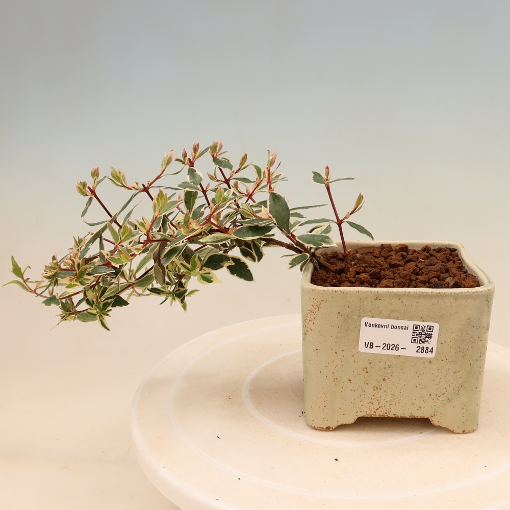 Vonkajší bonsai – Abelia gr. Confetti – Abélie veľkokvetá