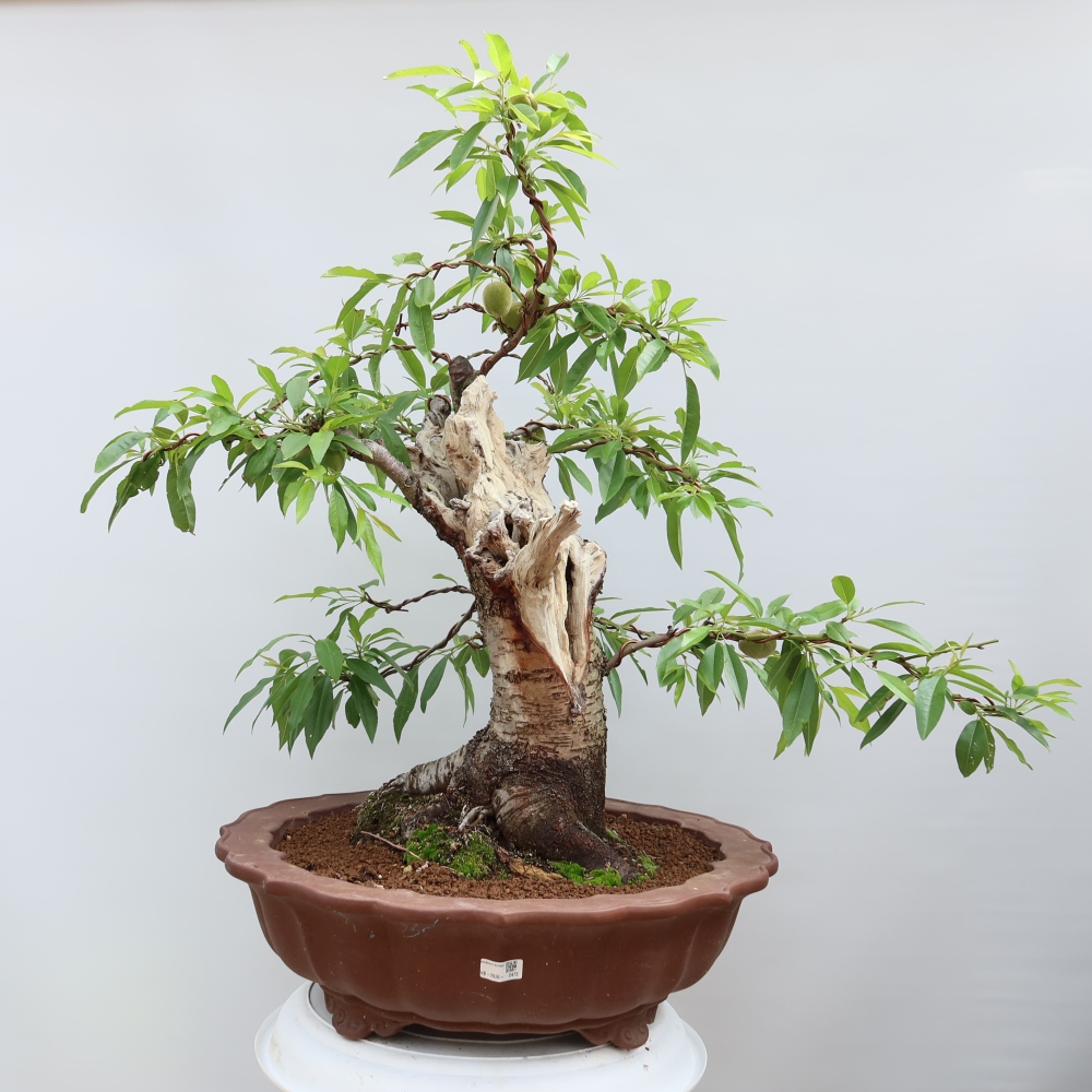 Vonkajšie bonsaje – Prunus dulcis – Mandľovník obyčajný