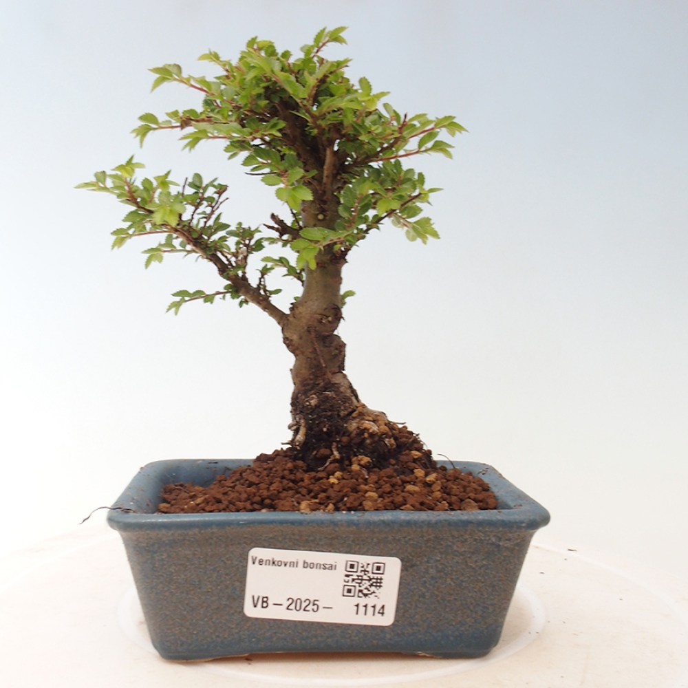 Vonkajší bonsai - Ulmus parvifolia Sagei - Malolistý brest