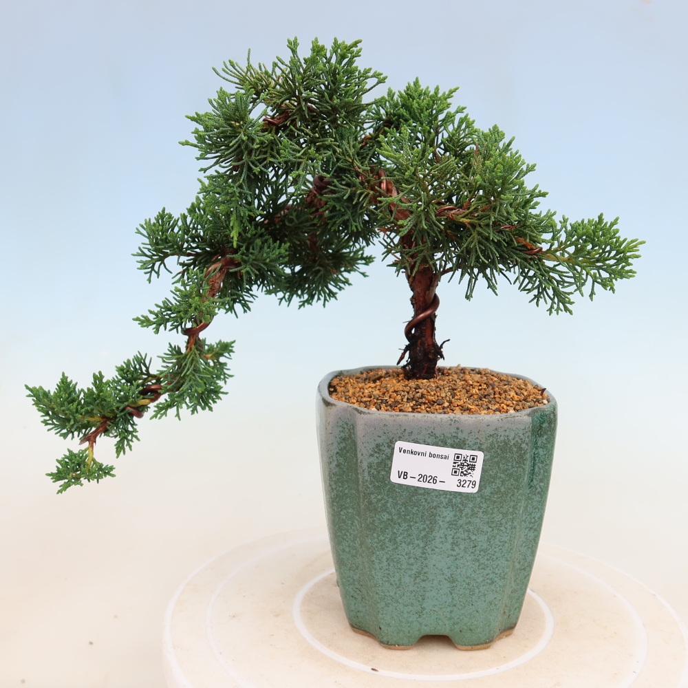 Vonkajší bonsaj - Juniperus chinensis Kishu