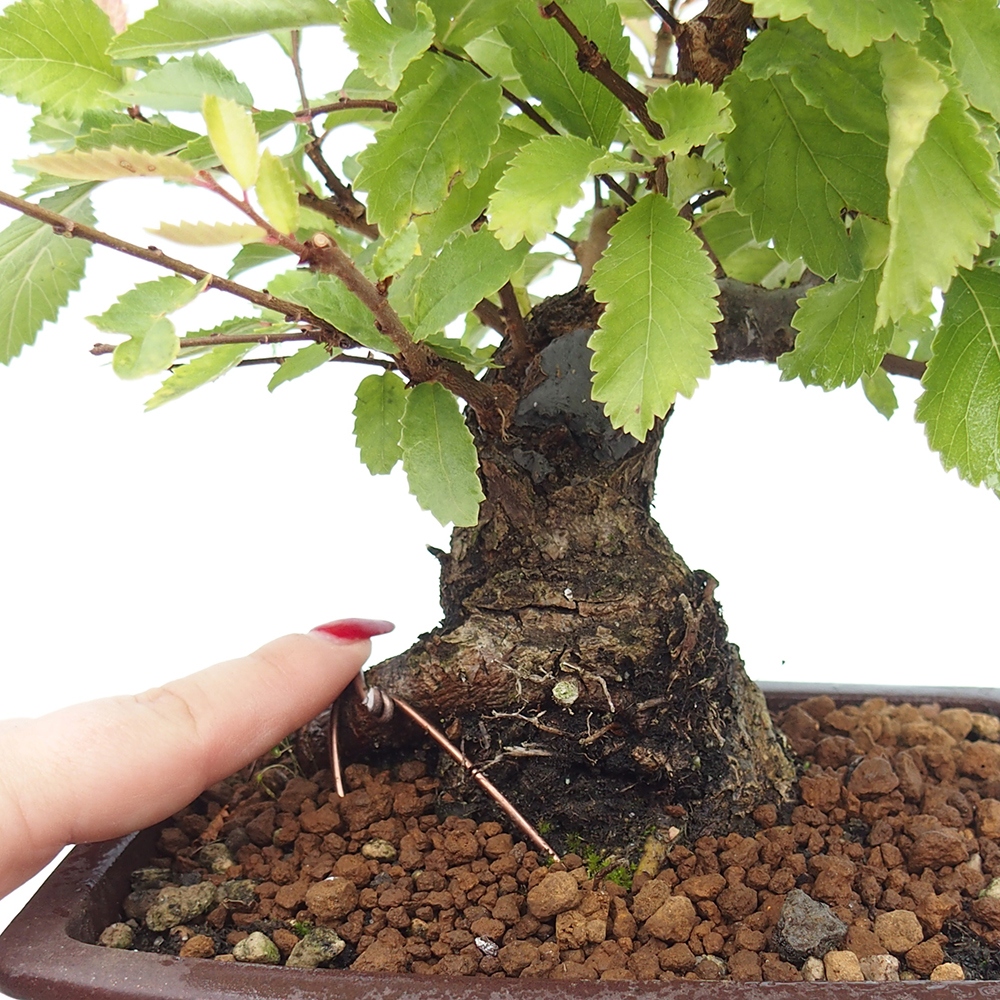 Vonkajšie bonsaje - Zelkova - Zelkova NIRE