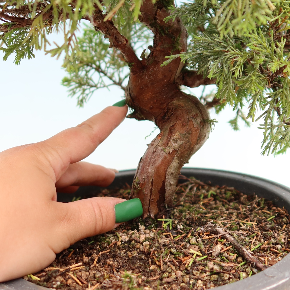 Vonkajší bonsai – Juniperus chinensis Itoigawa – čínsky jalovec