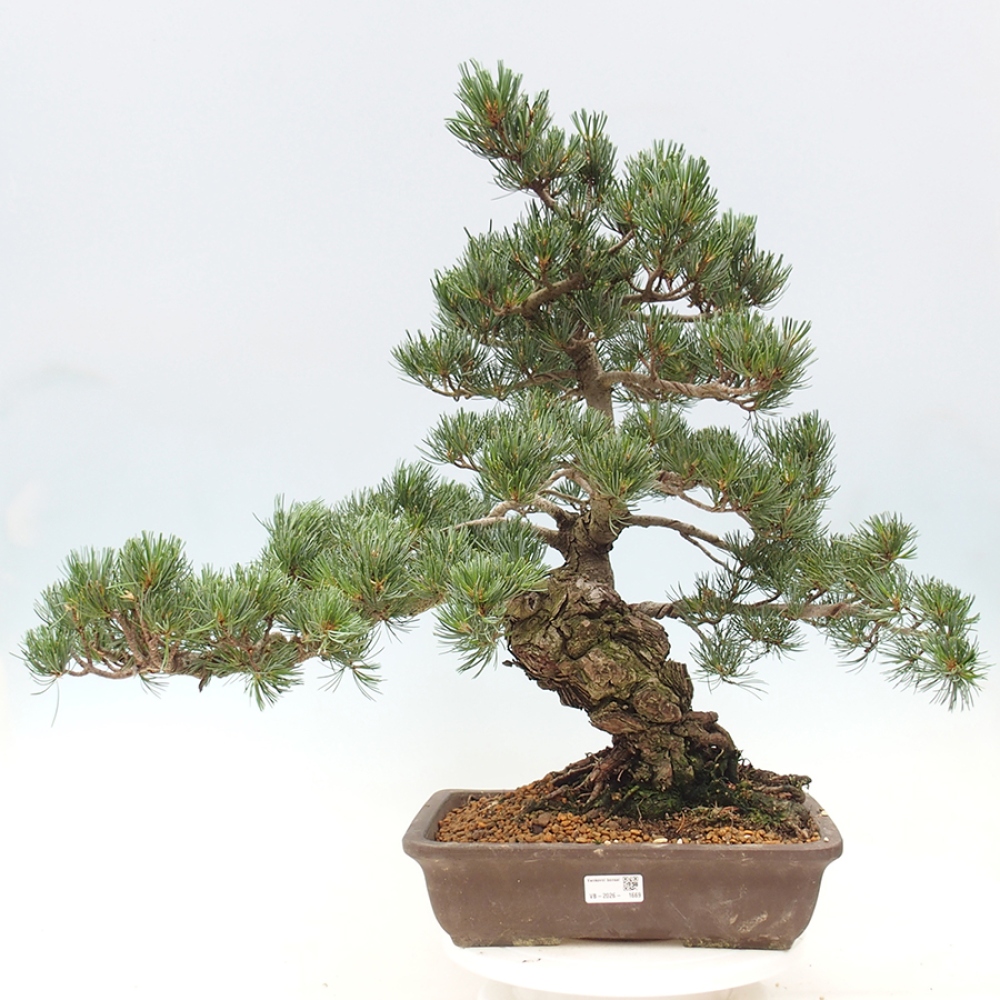Vonkajšie bonsaje - Pinus parviflora - Pinus parviflora