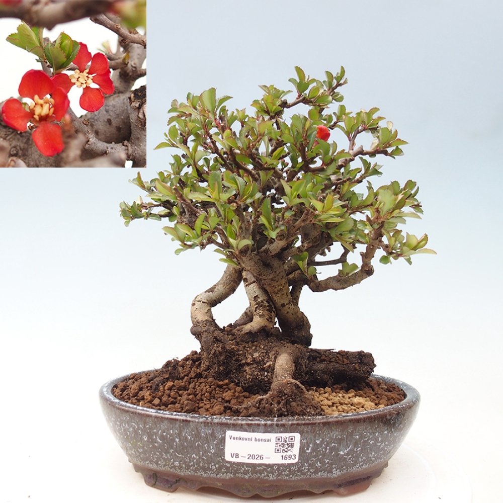 Vonkajšie bonsaje - Chaneomeles speciosa - Kdoule