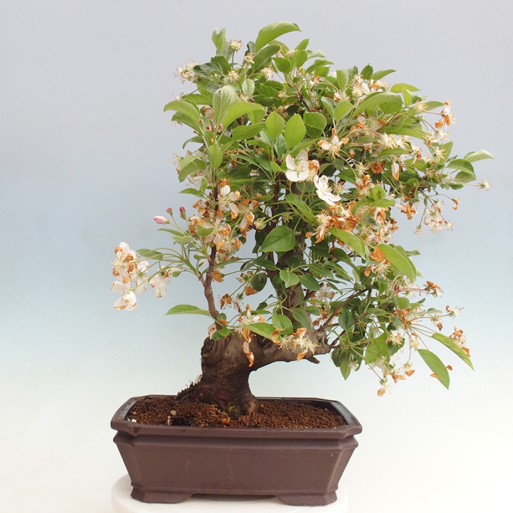 Vonkajší bonsai -Malus halliana - Maloplodá jabloň