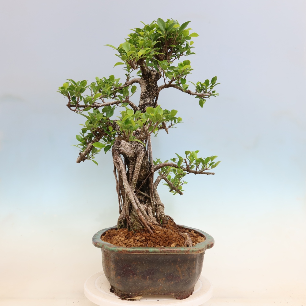 Izbové bonsaje - Ficus kimmen - drobnolistý fikus