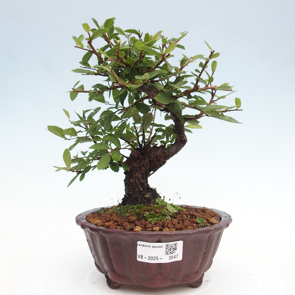 Vonkajšie bonsai - Zelkova - Zelkova Nirom