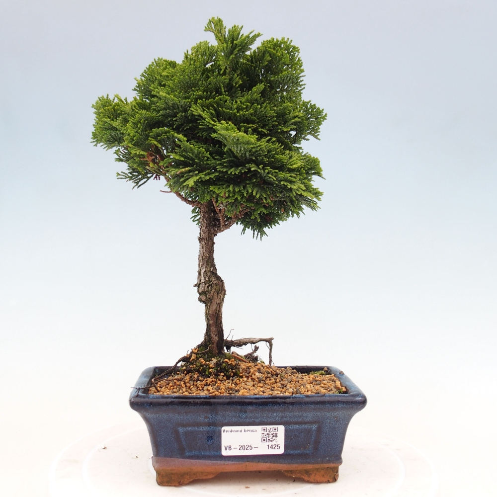 Vonkajší bonsai - Cham.pis obtusa Nana Gracilis - Cyprus