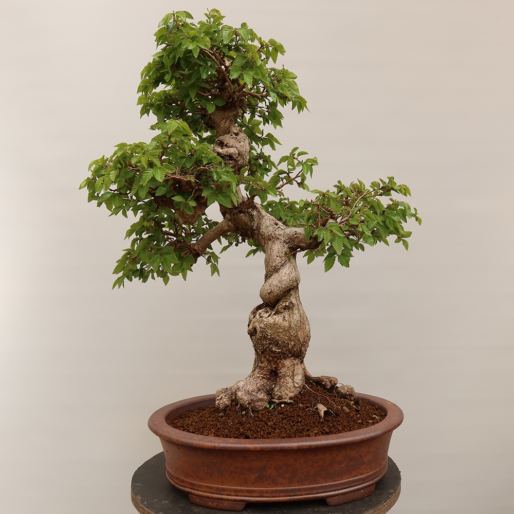 Vonkajší bonsai -Carpinus Coreana - Hrab kórejský