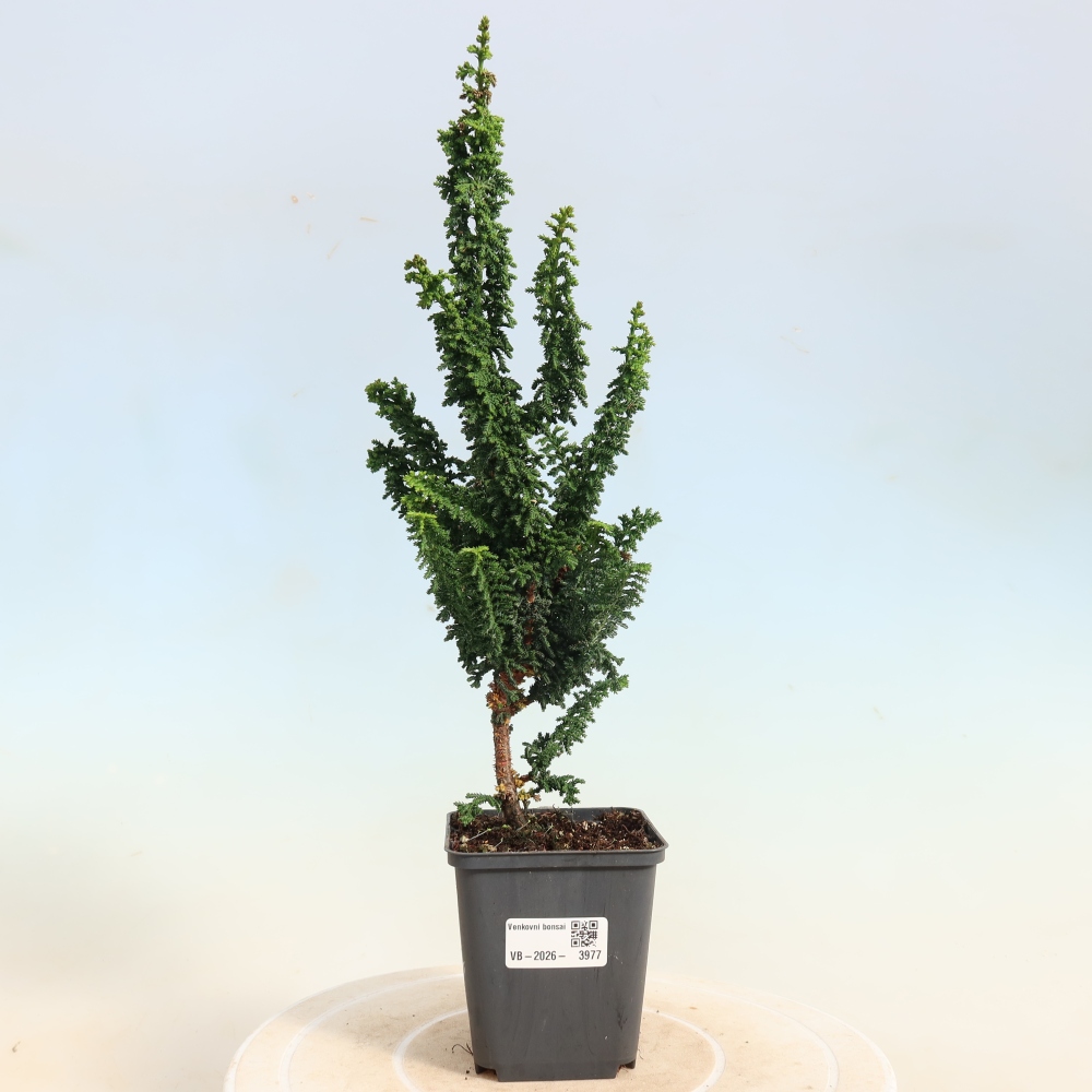 Vonkajší bonsaj - Cham. obtusa SEKKA HINOKI - Cypruštek