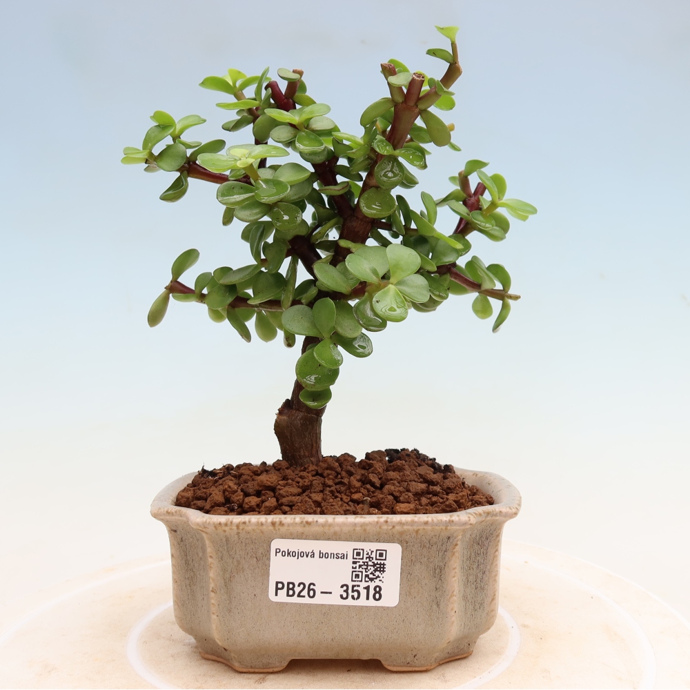 Izbové bonsaje - Portulakaria Afra - Tlustice