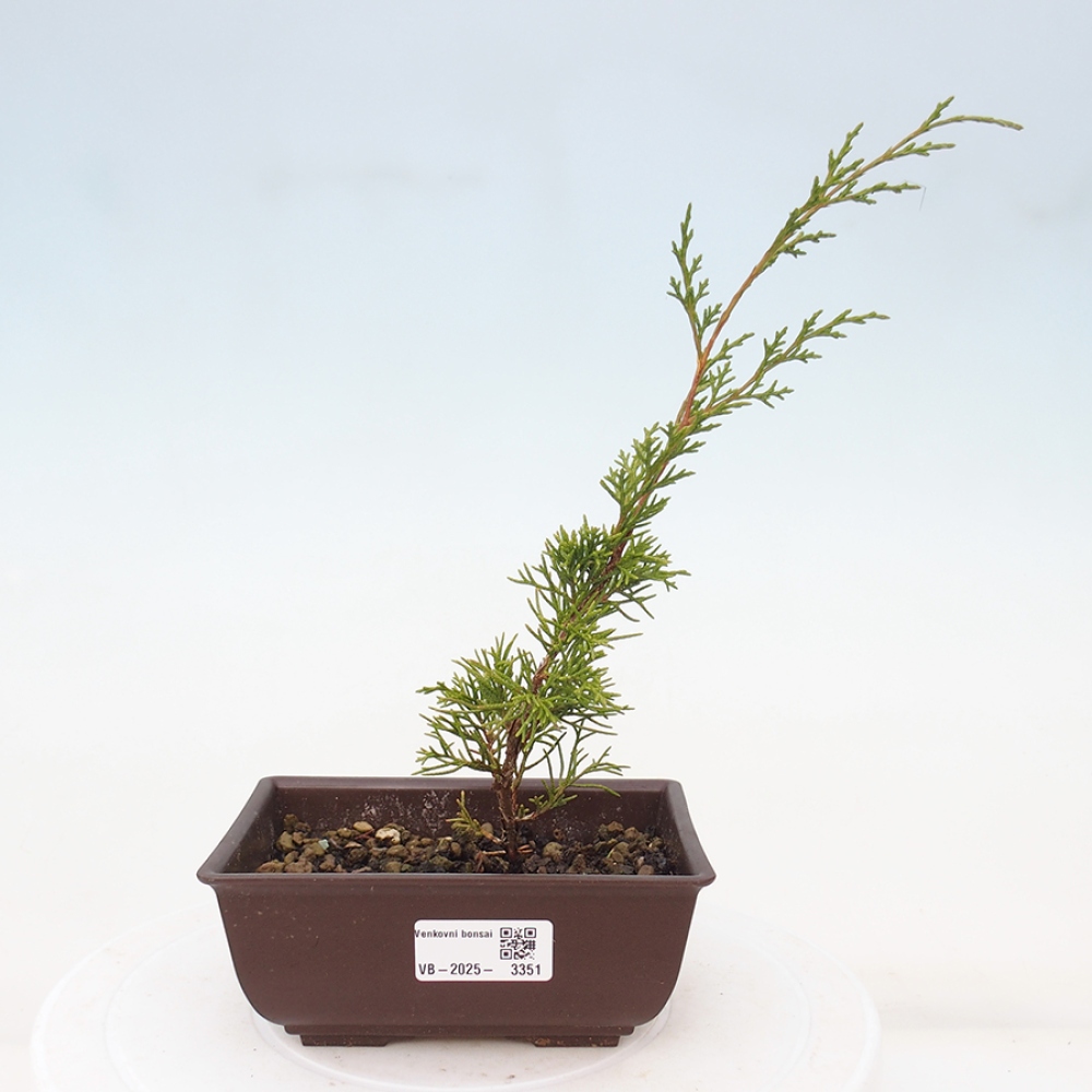 Vonkajší bonsai - Juniperus chinensis Itoigawa -Jalovec čínsky