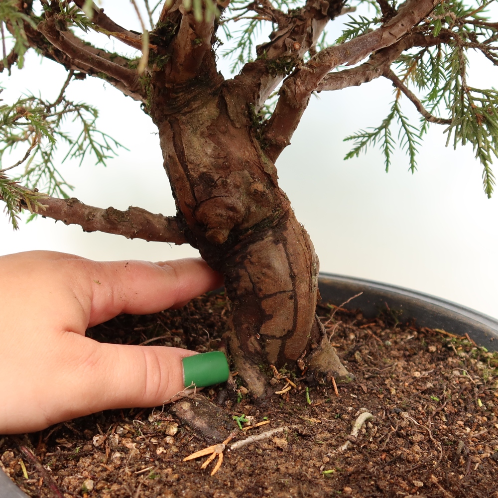 Vonkajší bonsai – Juniperus chinensis Itoigawa – čínsky jalovec