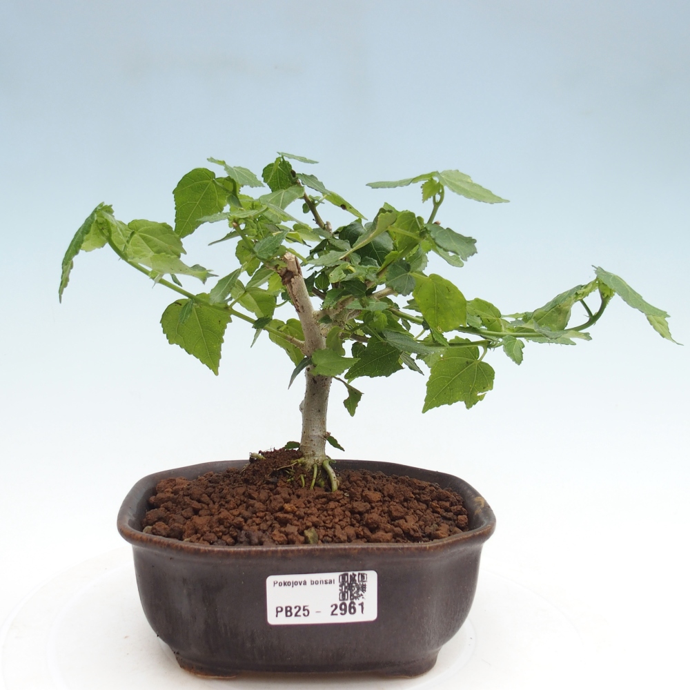Izbová bonsai - Malvaviscus arboreus - ibištekovec drevnatý