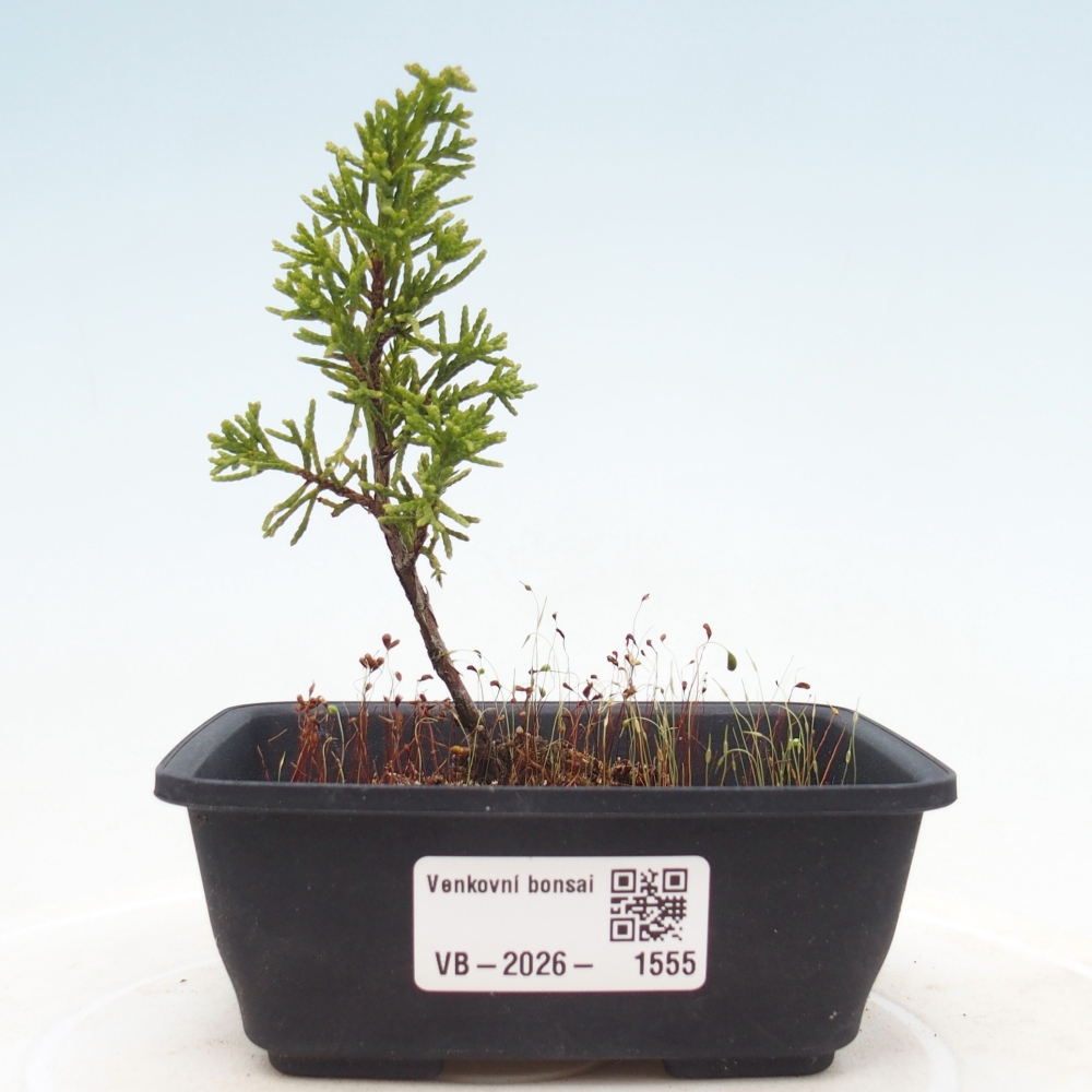 Vonkajší bonsaj - Juniperus chinensis Itoigawa