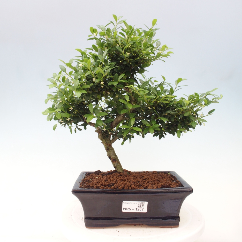 Izbová bonsai - Ilex crenata - Cezmína