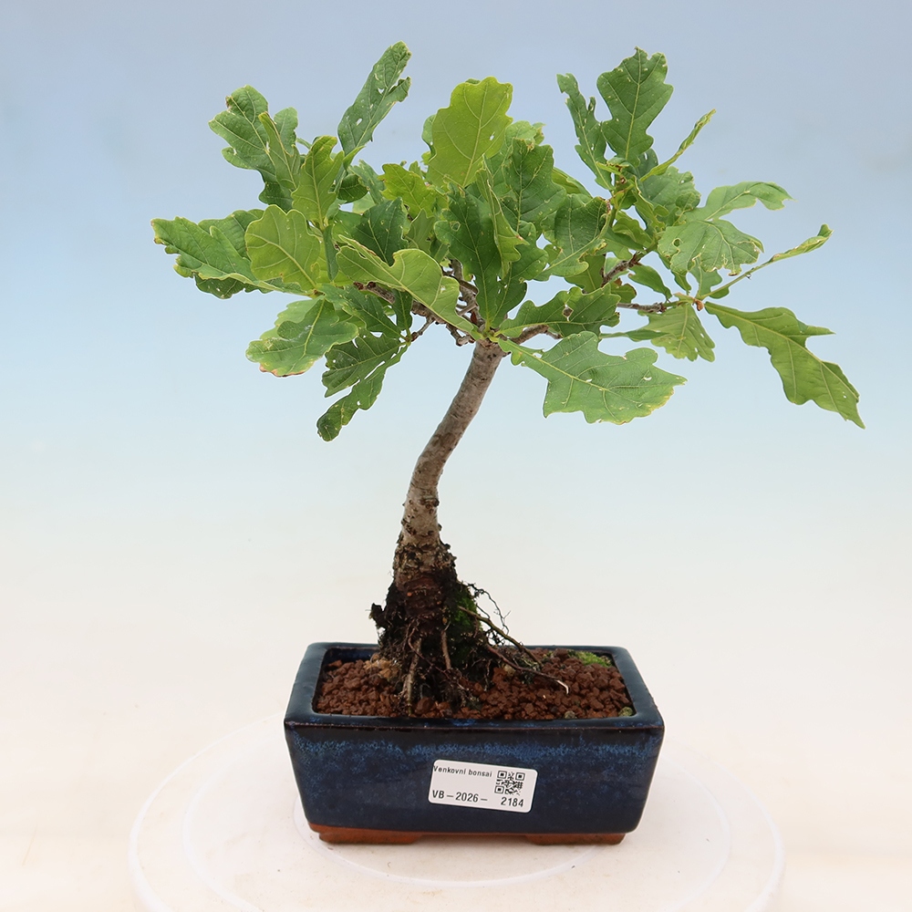 Vonkajší bonsai – Quercus robur – dub letný