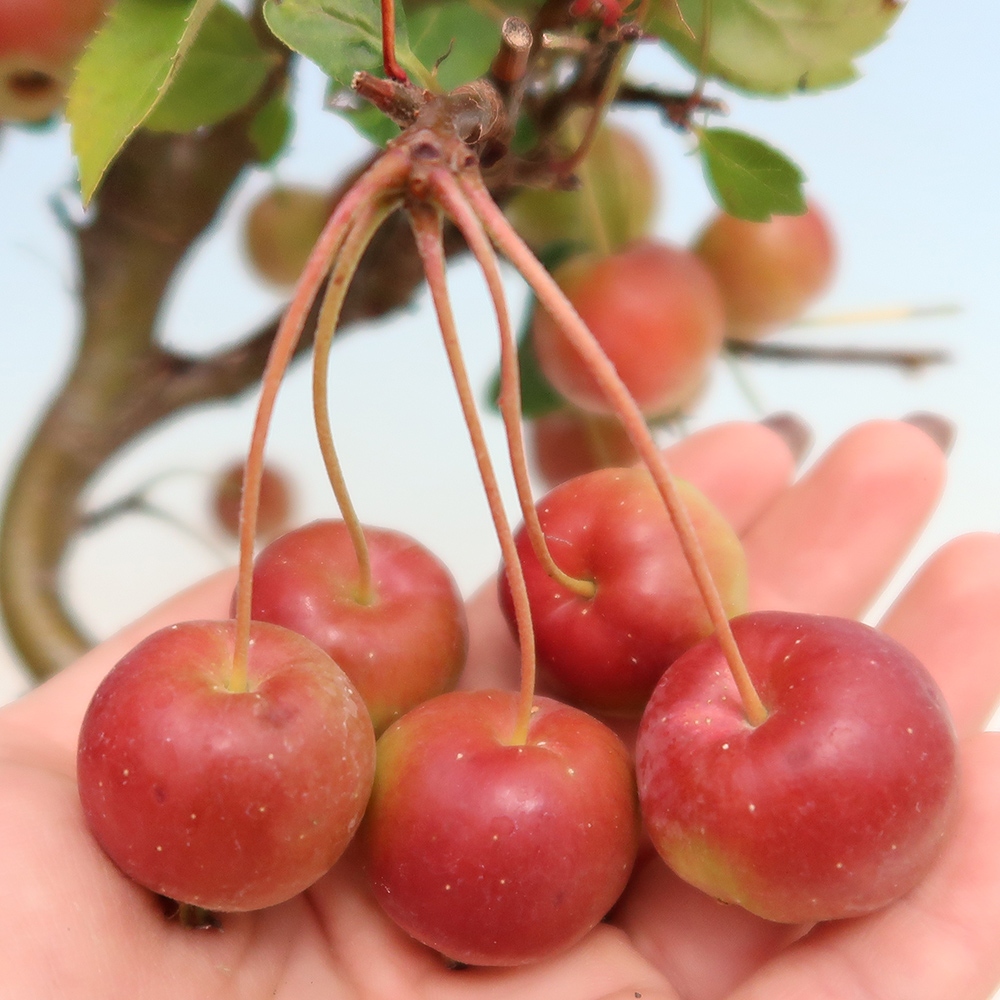 Vonkajší bonsai -Malus halliana - Maloplodá jabloň