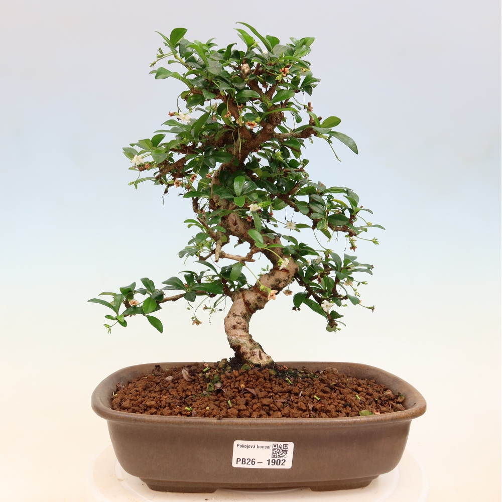Izbové bonsaje - Carmona macrophylla - Tea fuki