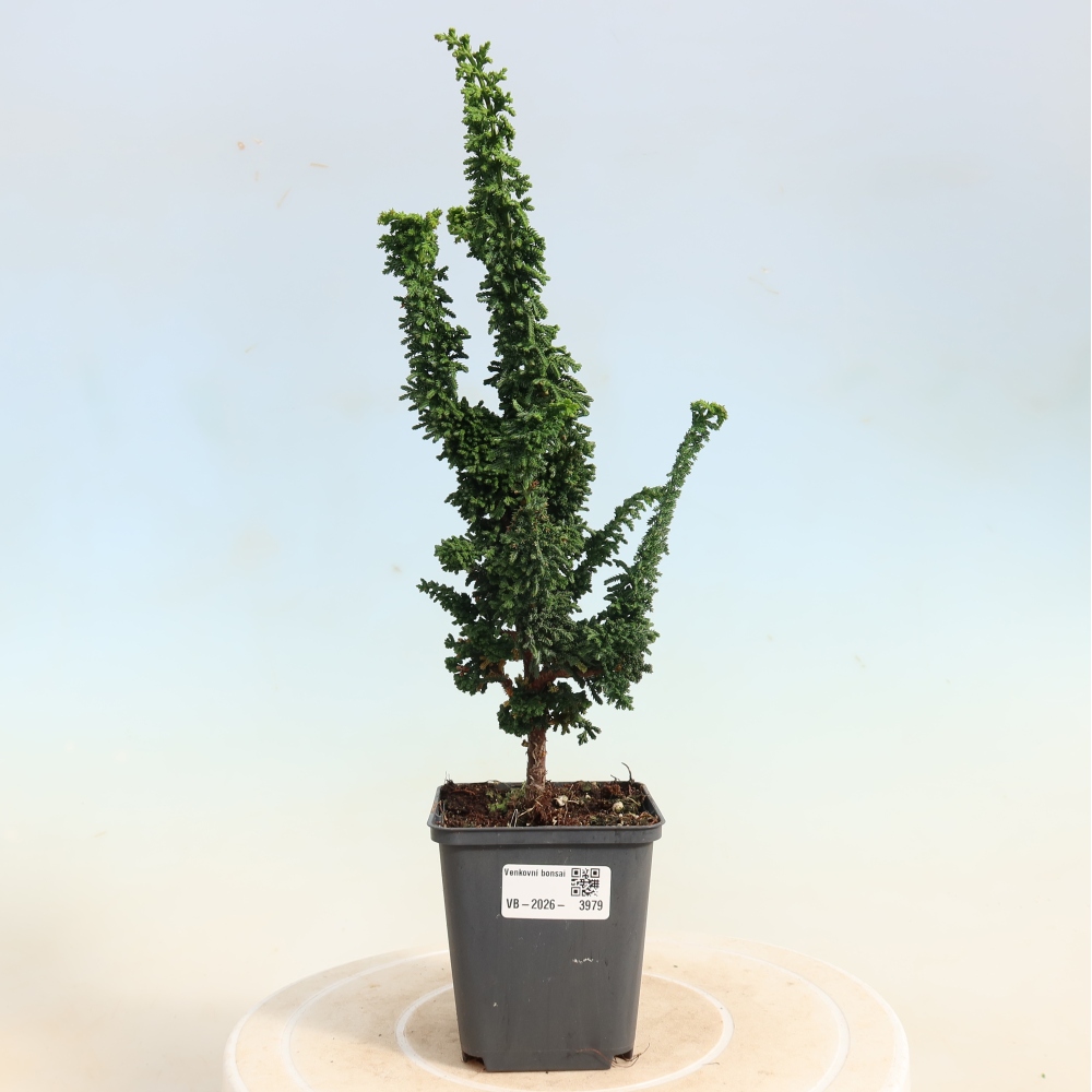 Vonkajší bonsaj - Cham. obtusa SEKKA HINOKI - Cypruštek