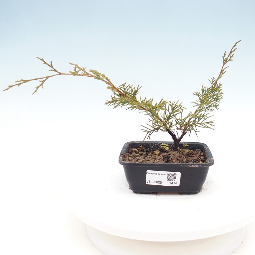 Vonkajší bonsaj - Juniperus chinensis Itoigawa