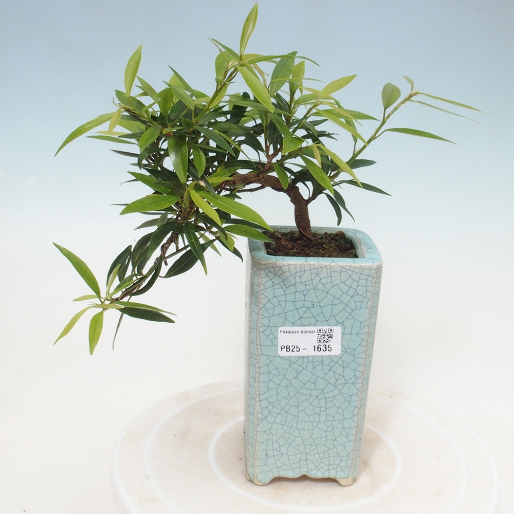 Izbová bonsai - Ficus nerifolia - malolistý fikus