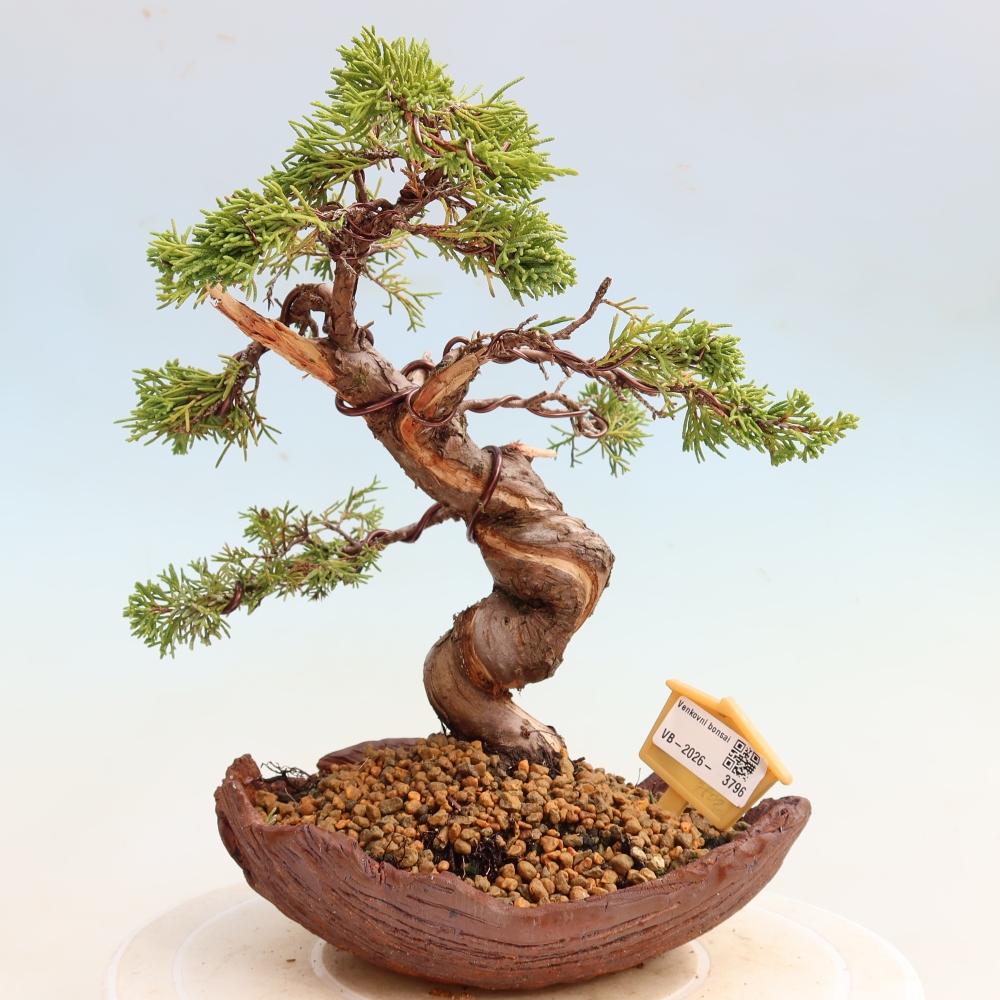 Vonkajší bonsai – Juniperus chinensis Itoigawa – čínsky jalovec