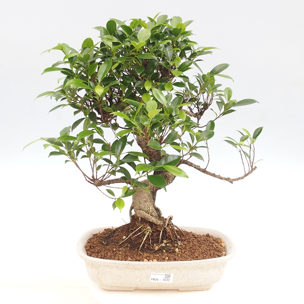 Izbové bonsaje - Ficus kimmen - drobnolistý fikus