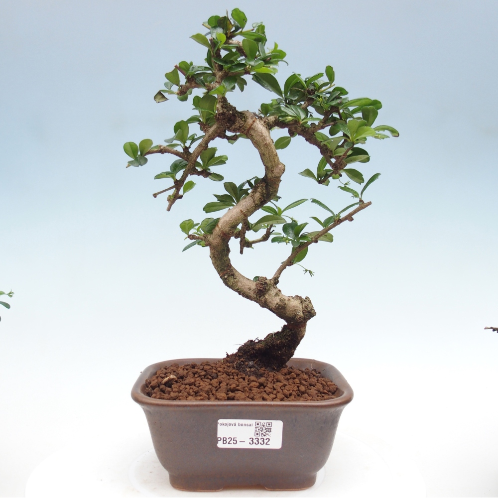 Izbová bonsai - Carmona macrophylla - Čaj fuki