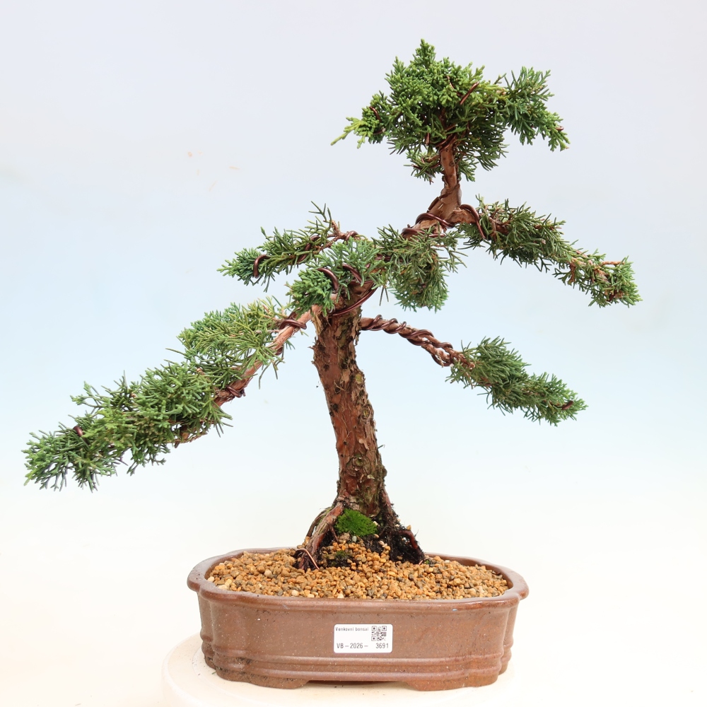 Vonkajší bonsaj - Juniperus chinensis Kishu