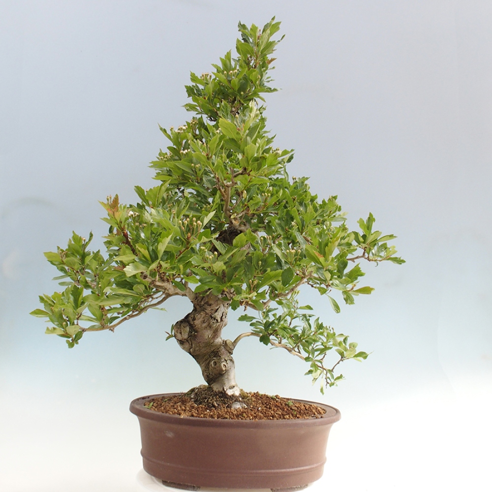 Vonkajší bonsai - Hloh klinovitý - Crataegus cuneata