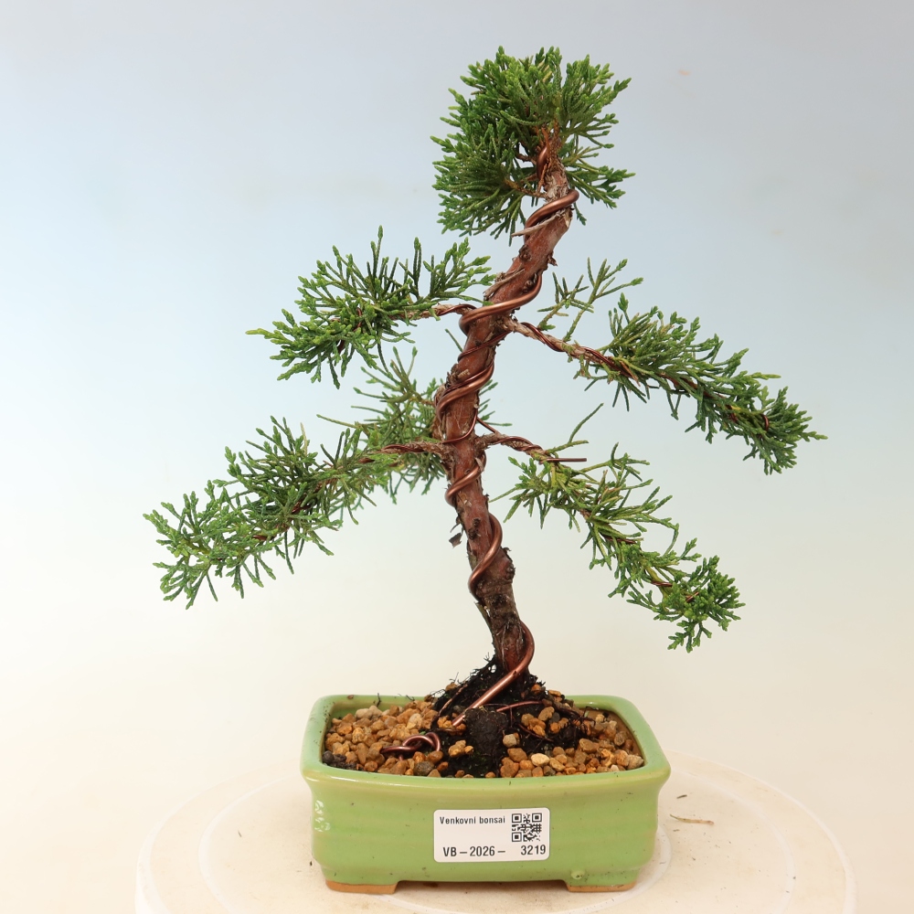 Vonkajší bonsaj - Juniperus chinensis Kishu
