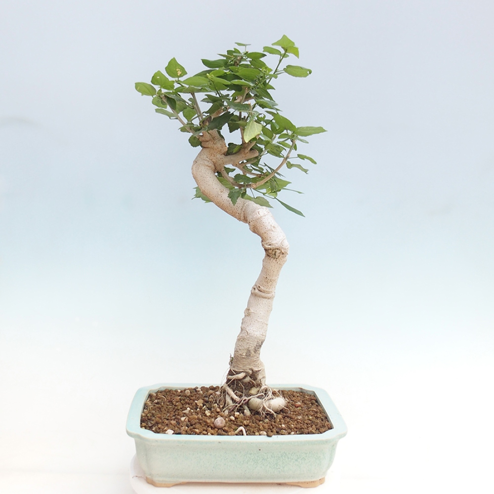 Izbová bonsai - Malvaviscus arboreus - ibištekovec drevnatý