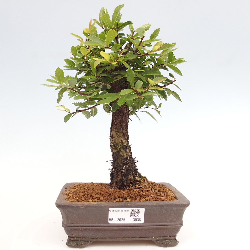 Vonkajšie bonsai - Zelkova - Zelkova Nirom