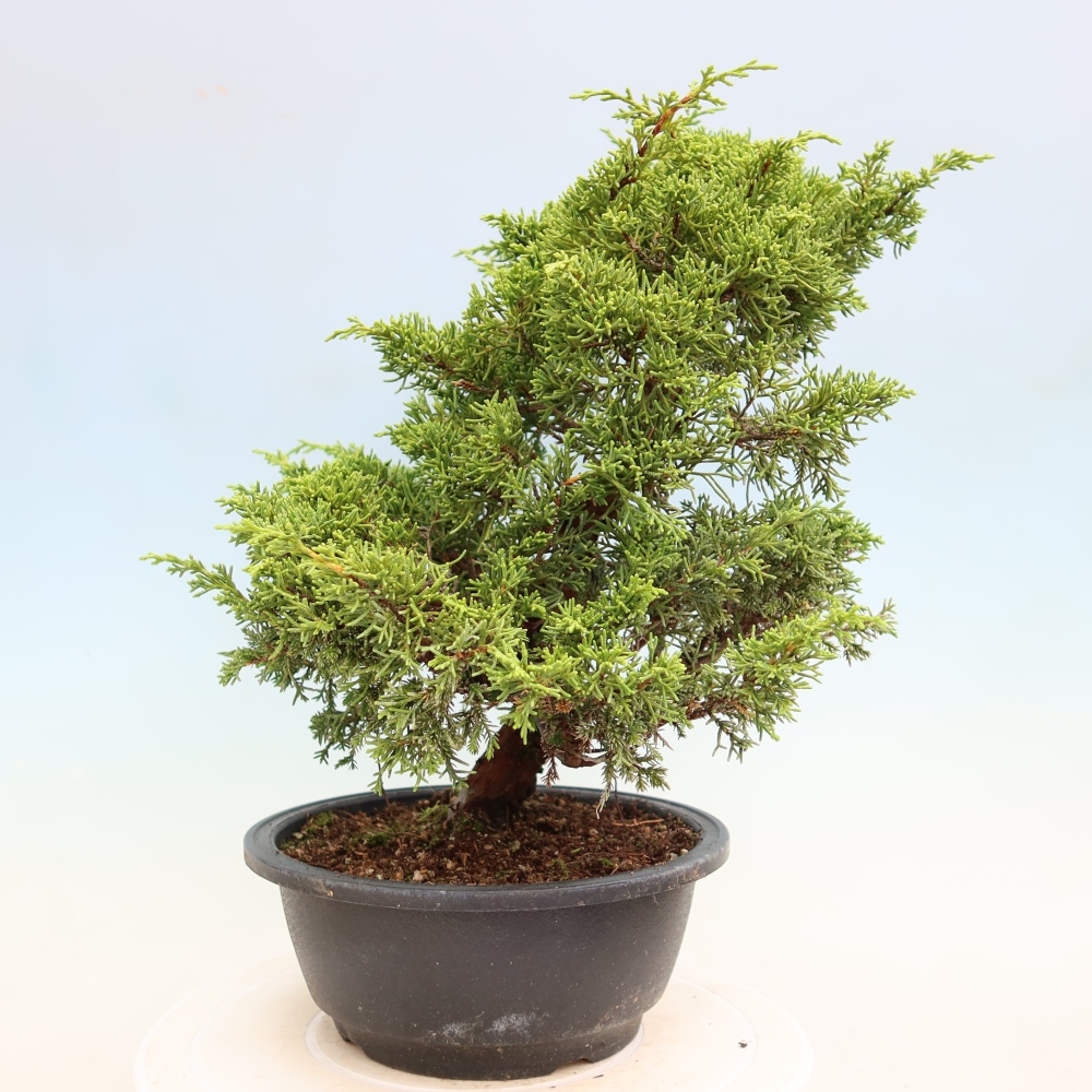 Vonkajší bonsai – Juniperus chinensis Itoigawa – čínsky jalovec