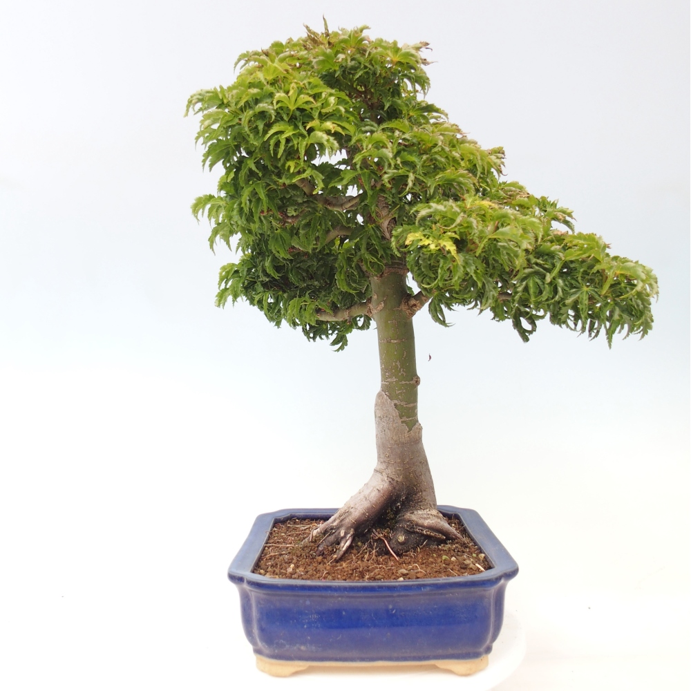 Vonkajšia bonsaj -Javorská palma Acer palmatum Shishigashira