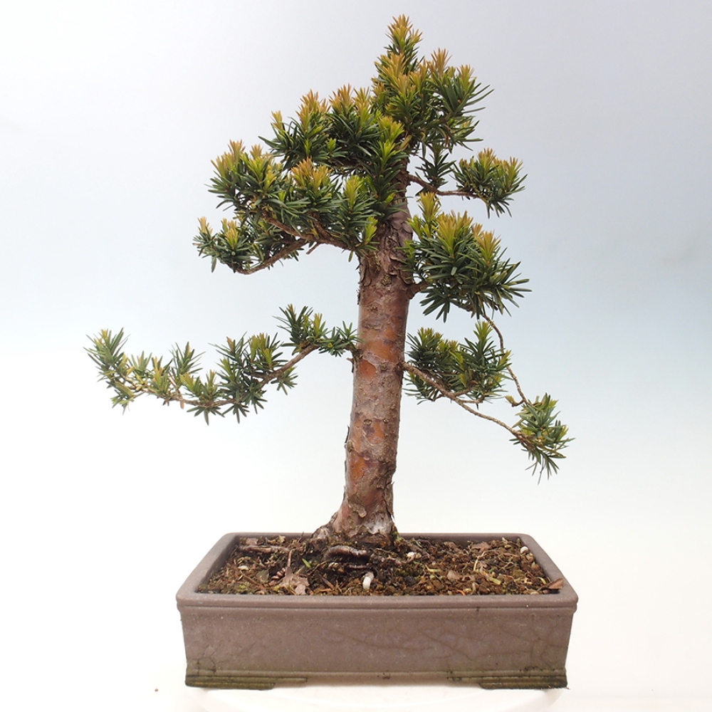 Vonkajší bonsai - Taxus cuspidata - Tis japonský