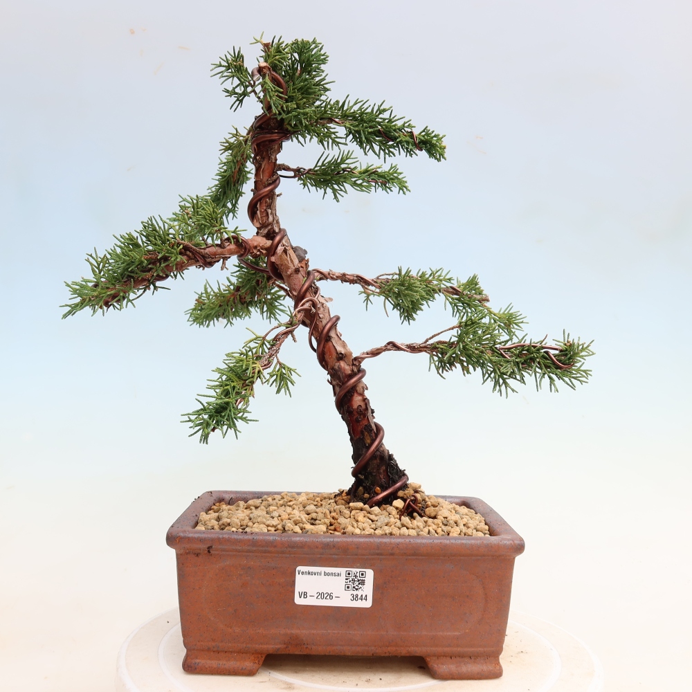 Vonkajší bonsaj - Juniperus chinensis Kishu