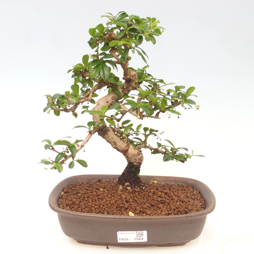 Izbové bonsaje - Carmona macrophylla - Tea fuki