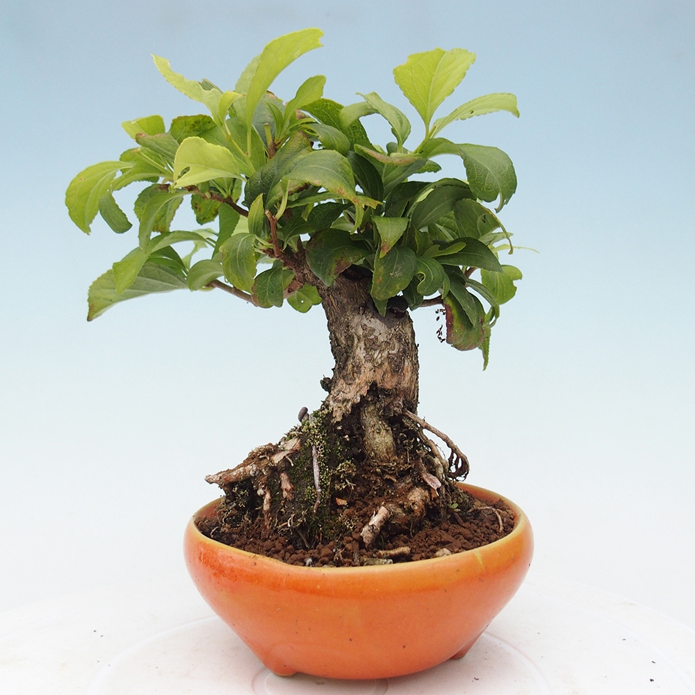 Vonkajšie bonsai - Celastrus Jesenec