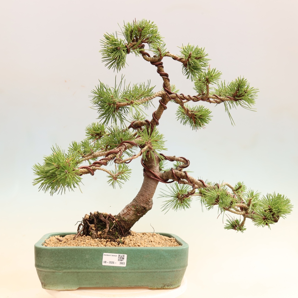Vonkajšie bonsaje – Pinus mugo Humpy – borovica krivá
