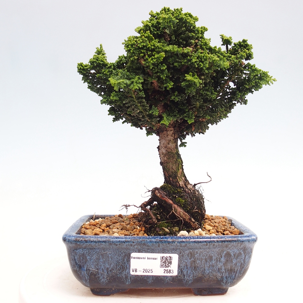 Vonkajšie bonsai - Cham. obtusa SEKKA HINOKI - Cyprus