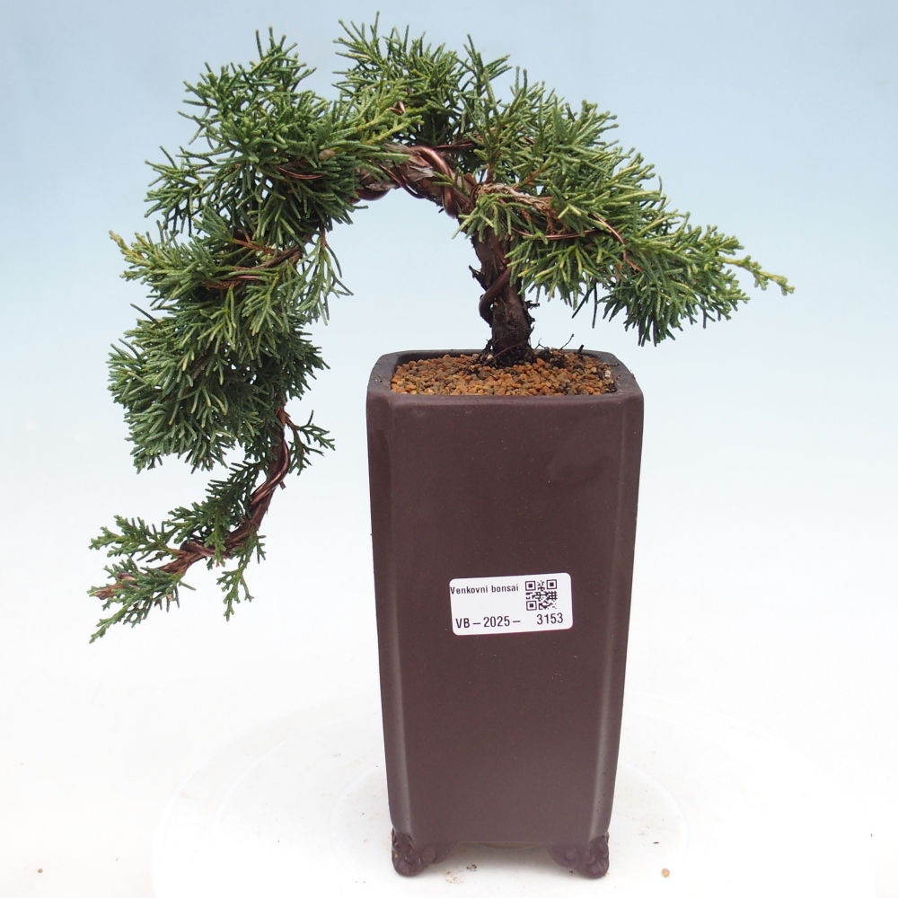 Vonkajší bonsai - Juniperus chinensis Kishu -Jalovec čínsky