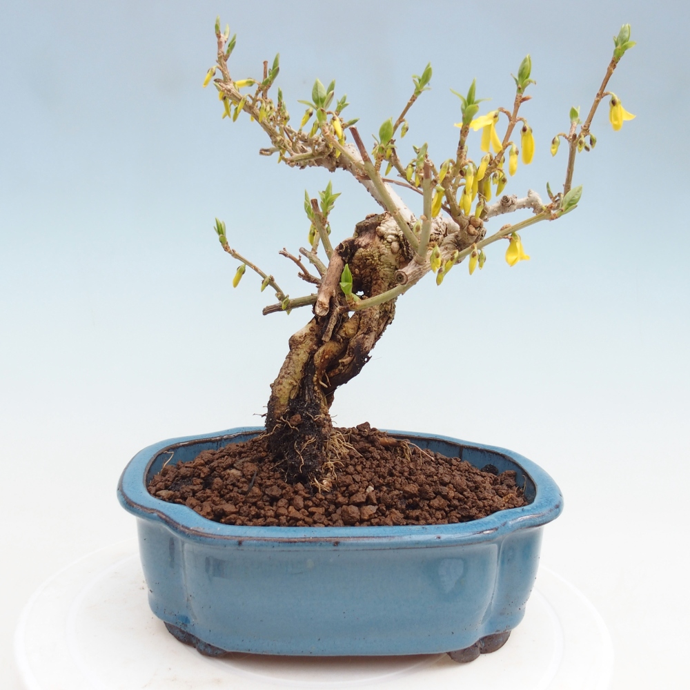 Vonkajšie bonsaje - Zlatice - Forsythia koreana
