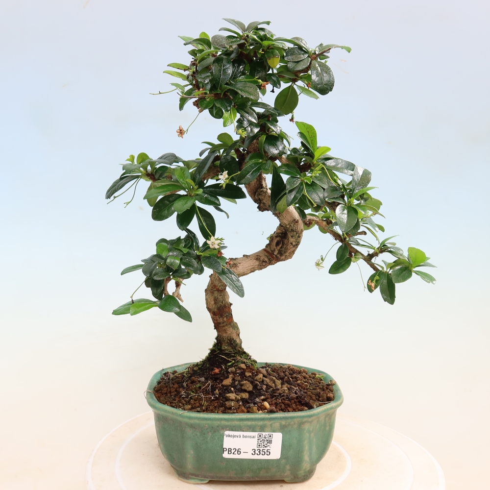 Izbové bonsaje - Carmona macrophylla - Tea fuki